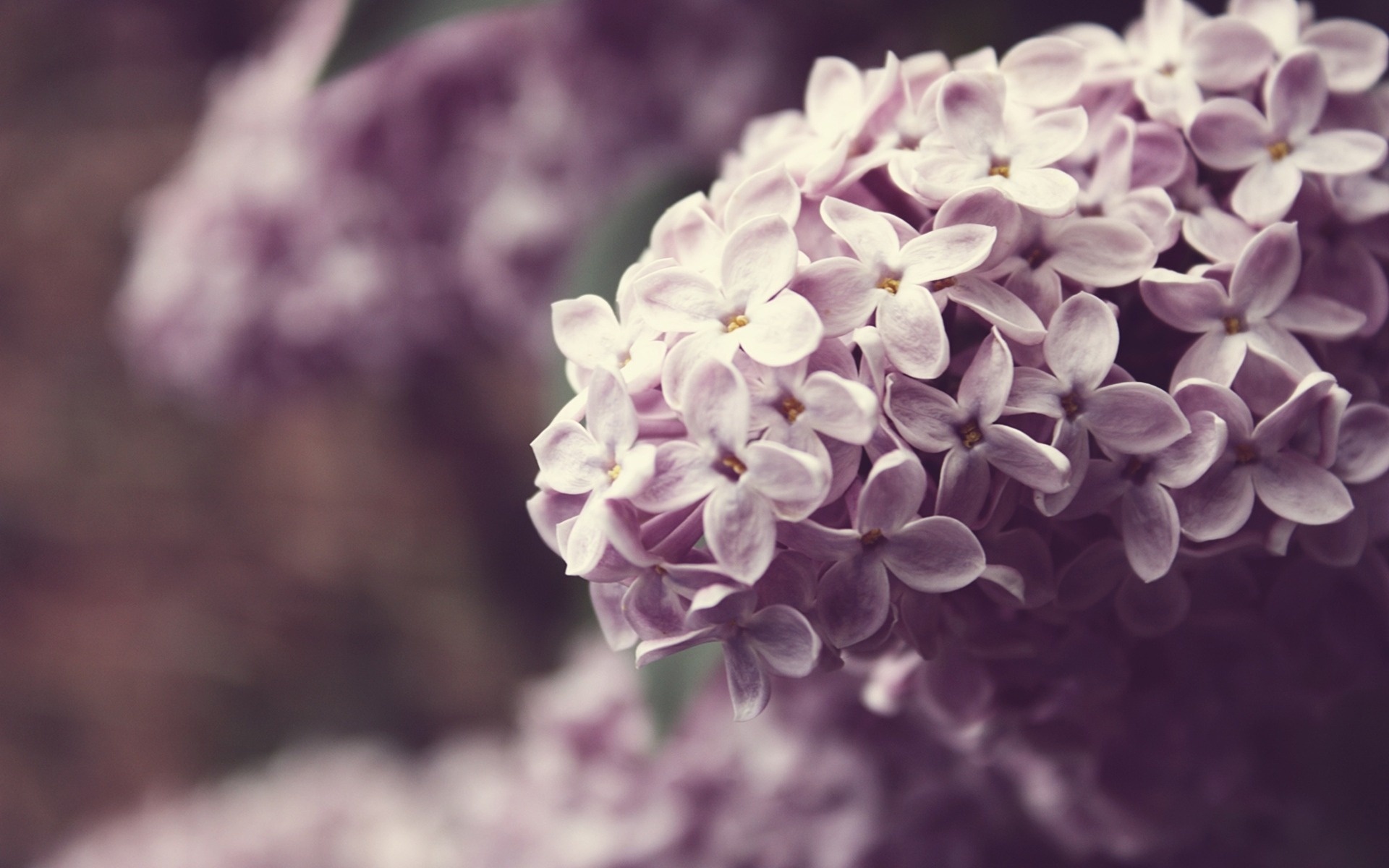 Wallpaper Flower Spring Syringa Lilac Desktop Nature