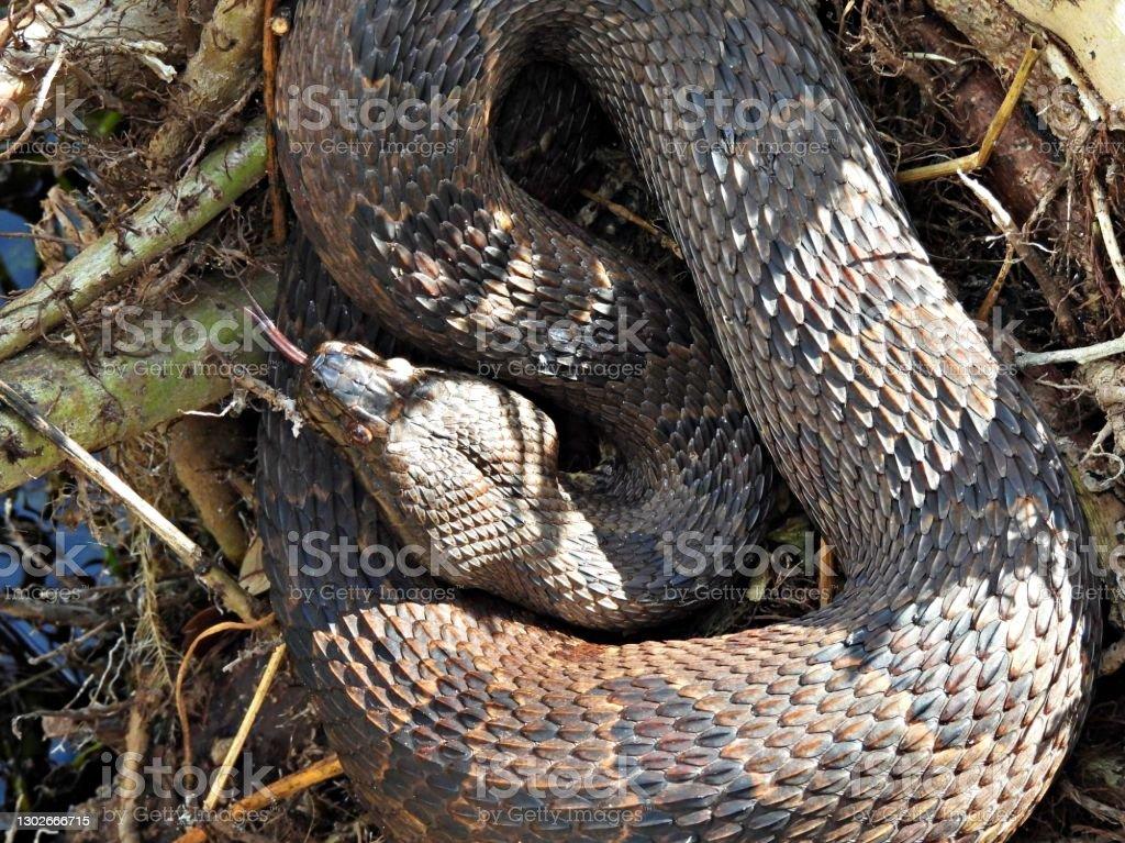 Brown Watersnake Female With Tongue Extended Stock Photo