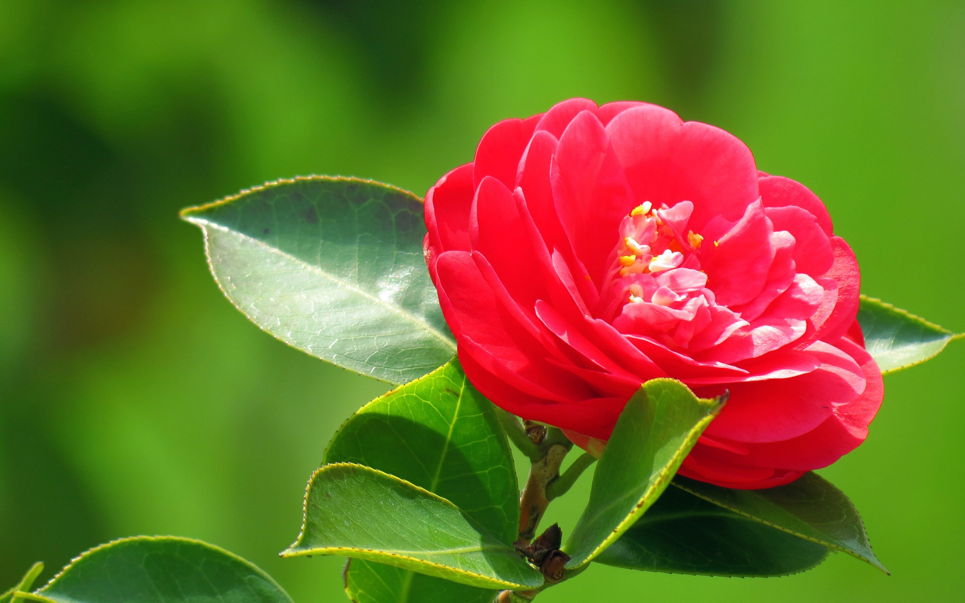 Camellia Windows 81 HD Theme and Wallpapers