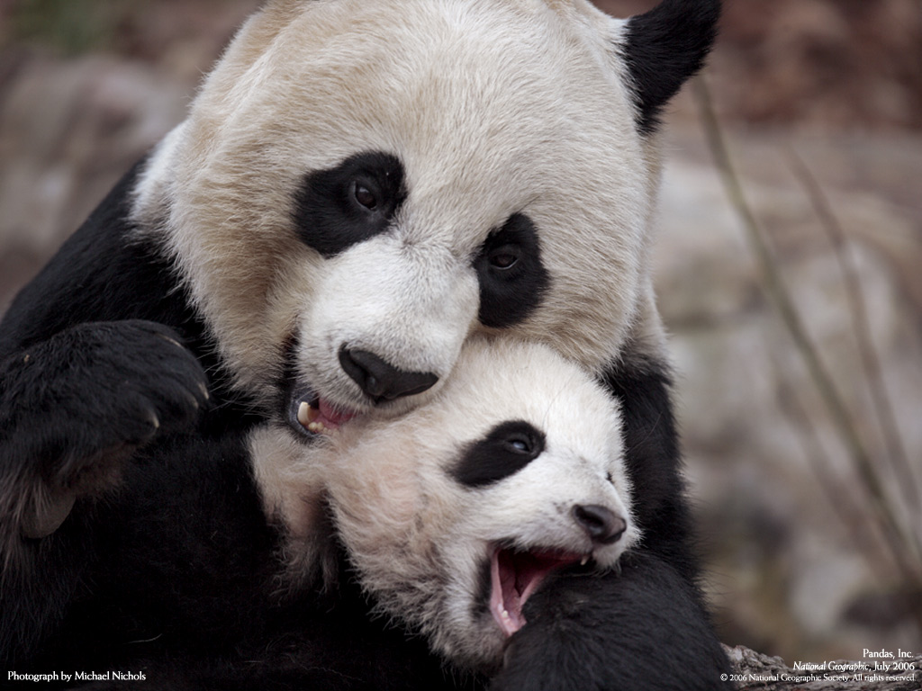 Cute Baby Pandas Wallpaper Panda