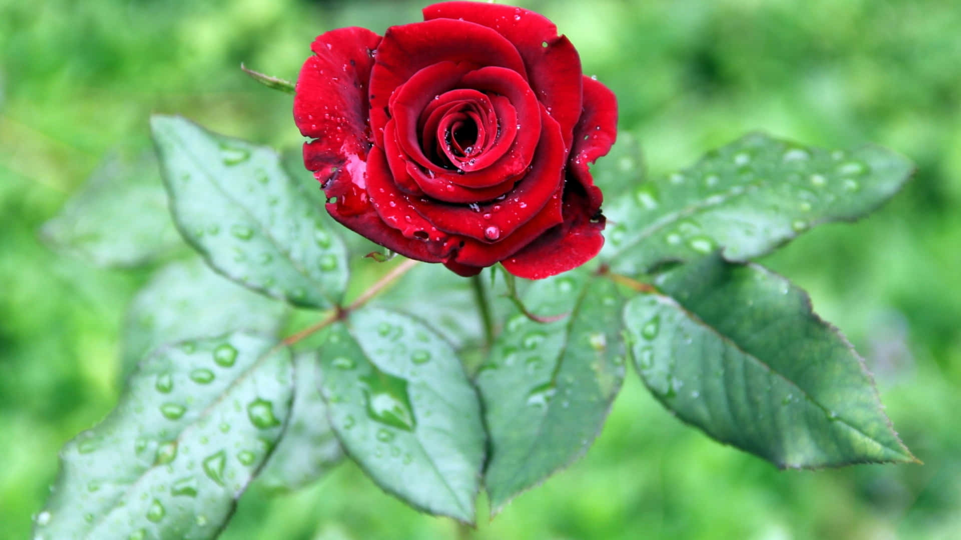 HD Rose Wallpaper