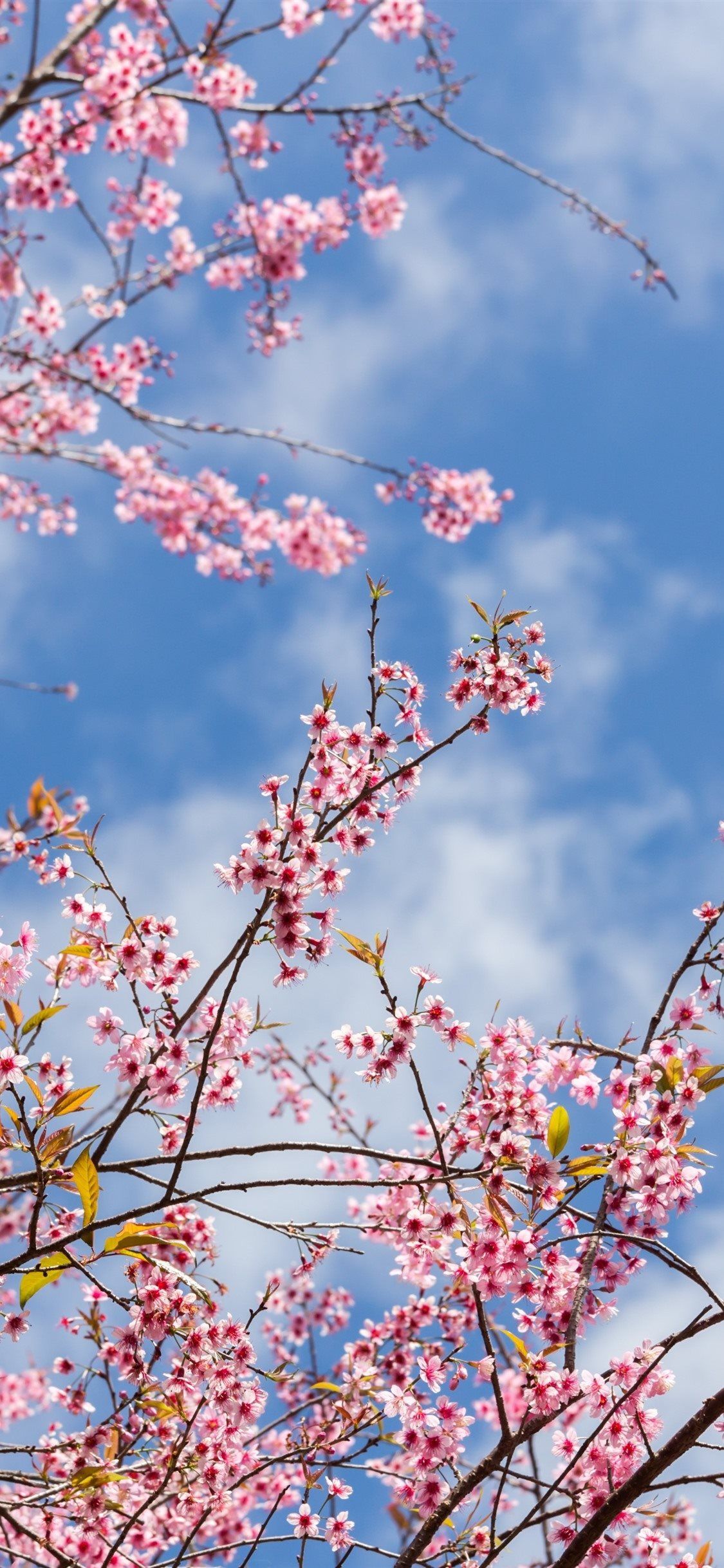Pink Flowers Aesthetic Wallpaper