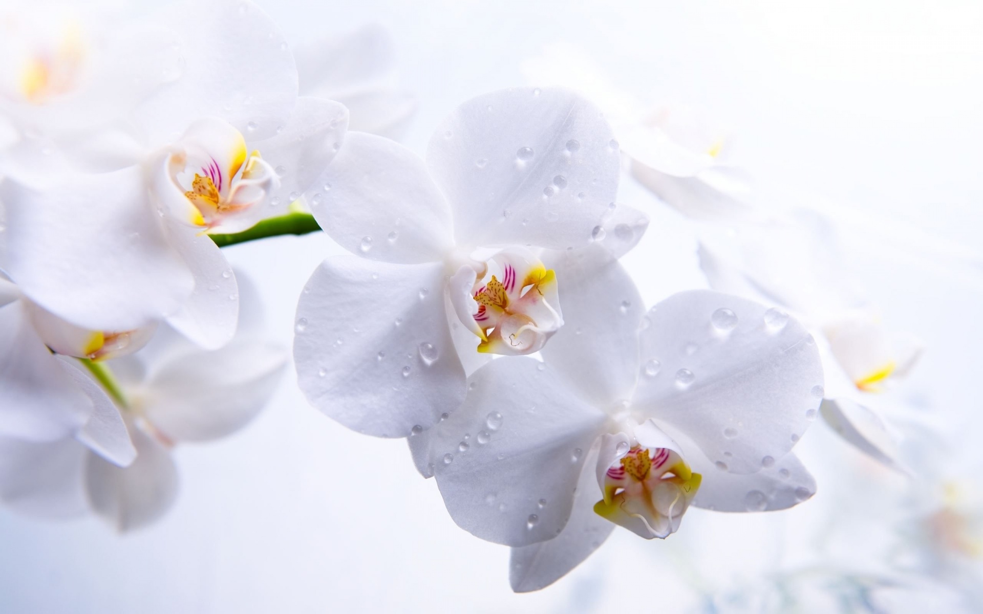 Beautiful Orchids Wallpaper
