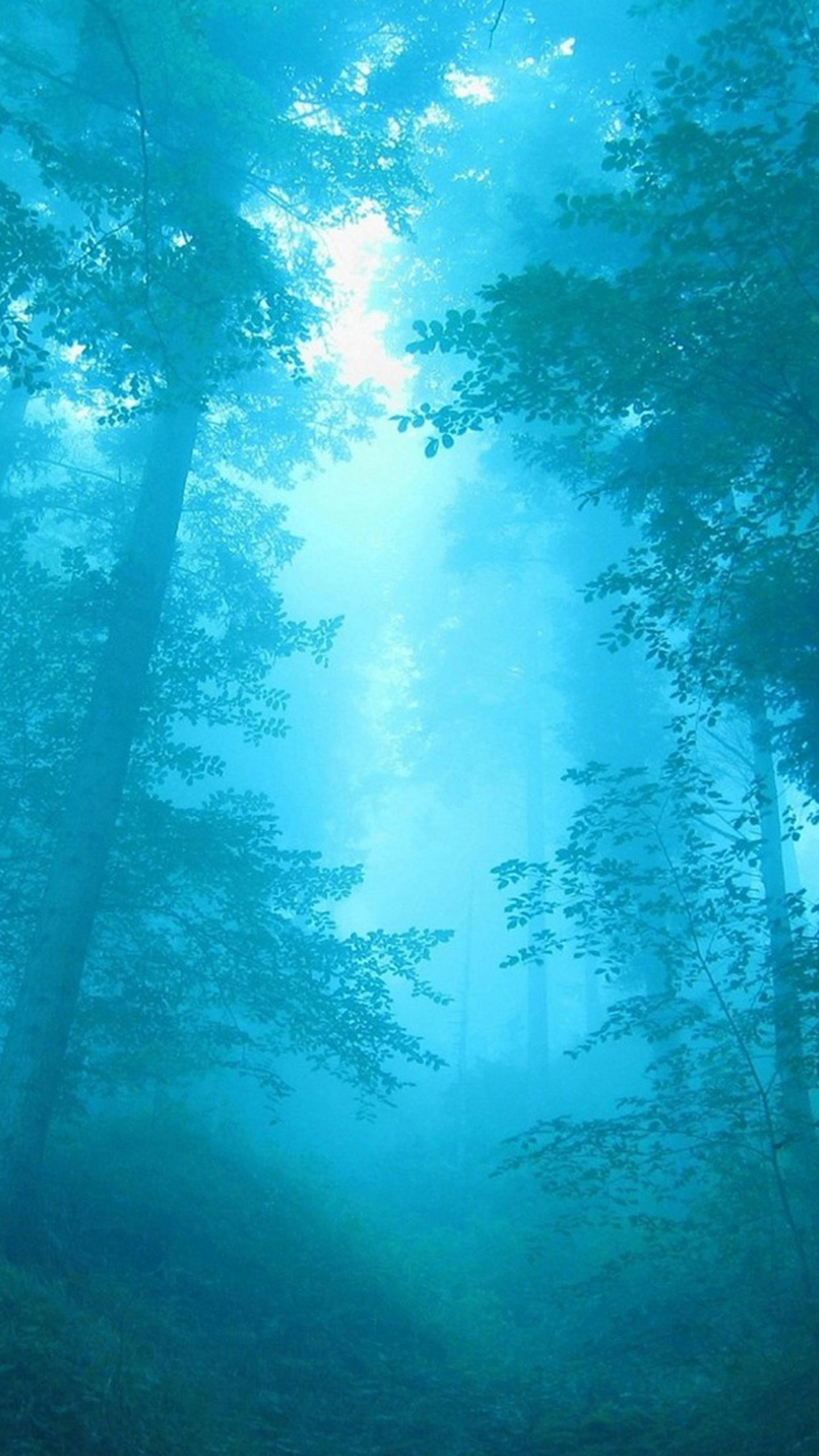 Misty Forest Nexus Wallpaper And Background