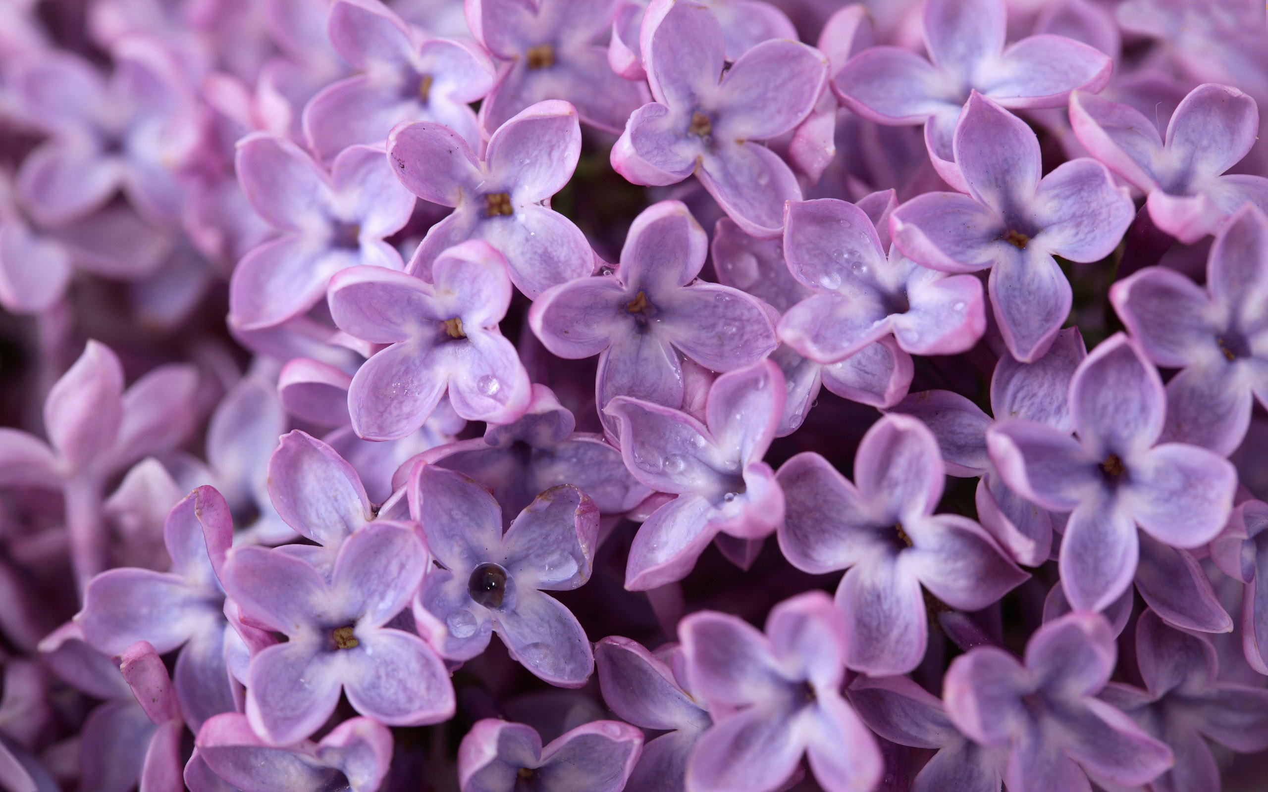 purple lilacs   Flowers Nature Background Wallpapers on Desktop