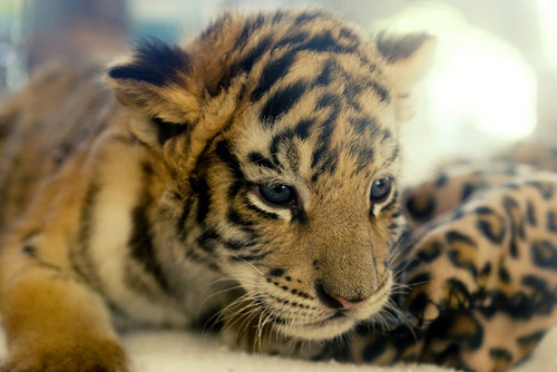 Cute Baby Tiger Tigers