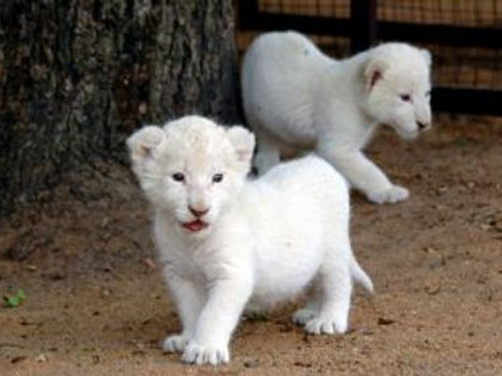 Baby White Lion Pictures 2013 Wallpaper