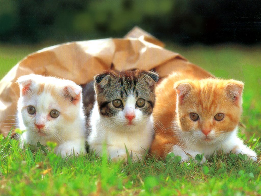 Three adorable kittens sitting on grass, two of them are Scottish Fold kittens