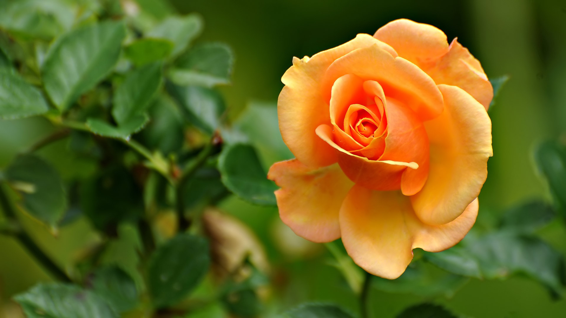 Orange Rose Pleasing Marvelous Natural Beauty Is Shown By This
