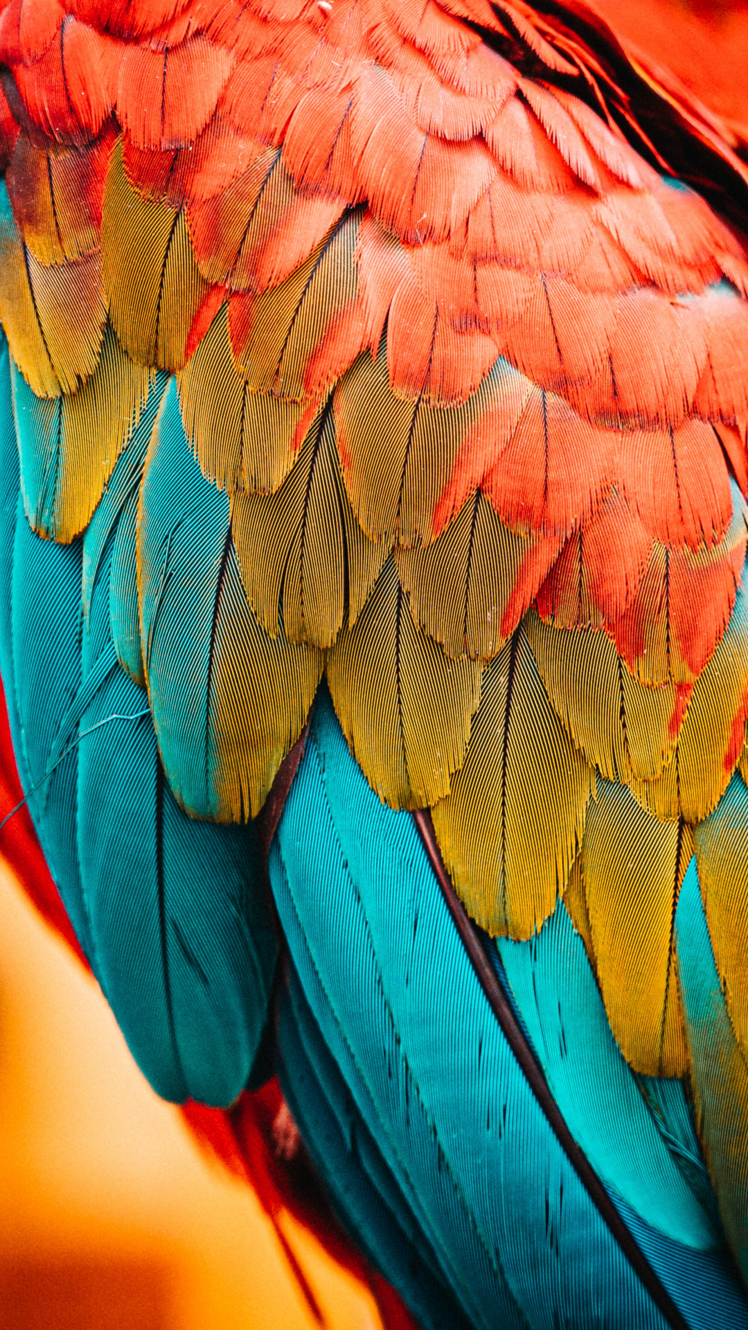 Colorful Parrot Birds Feathers Wallpaper