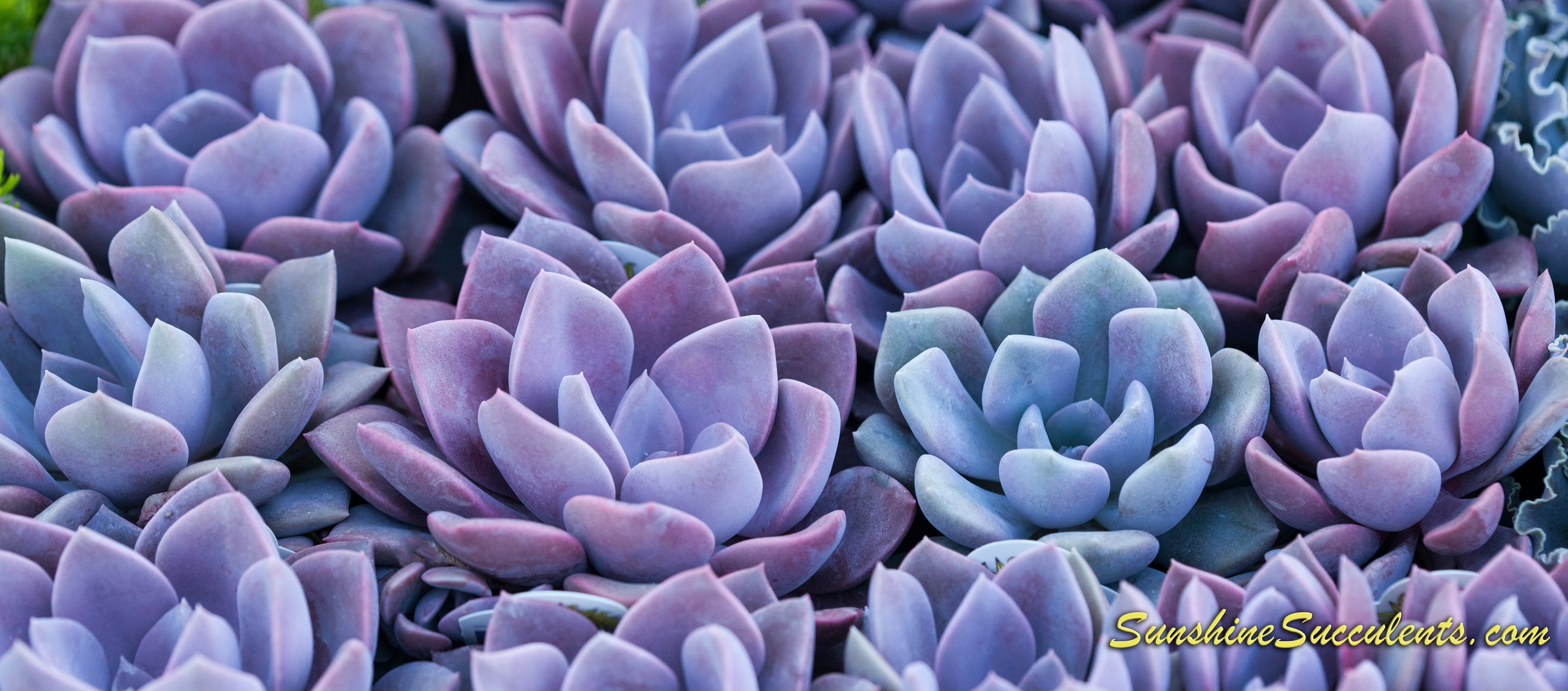 Free download Sunshine Succulents [3083x1360] for your Desktop, Mobile &  Tablet | Explore 17+ Colorful Succulent Desktop Wallpapers | Colorful  Wallpaper, Colorful Background, Wallpapers Colorful