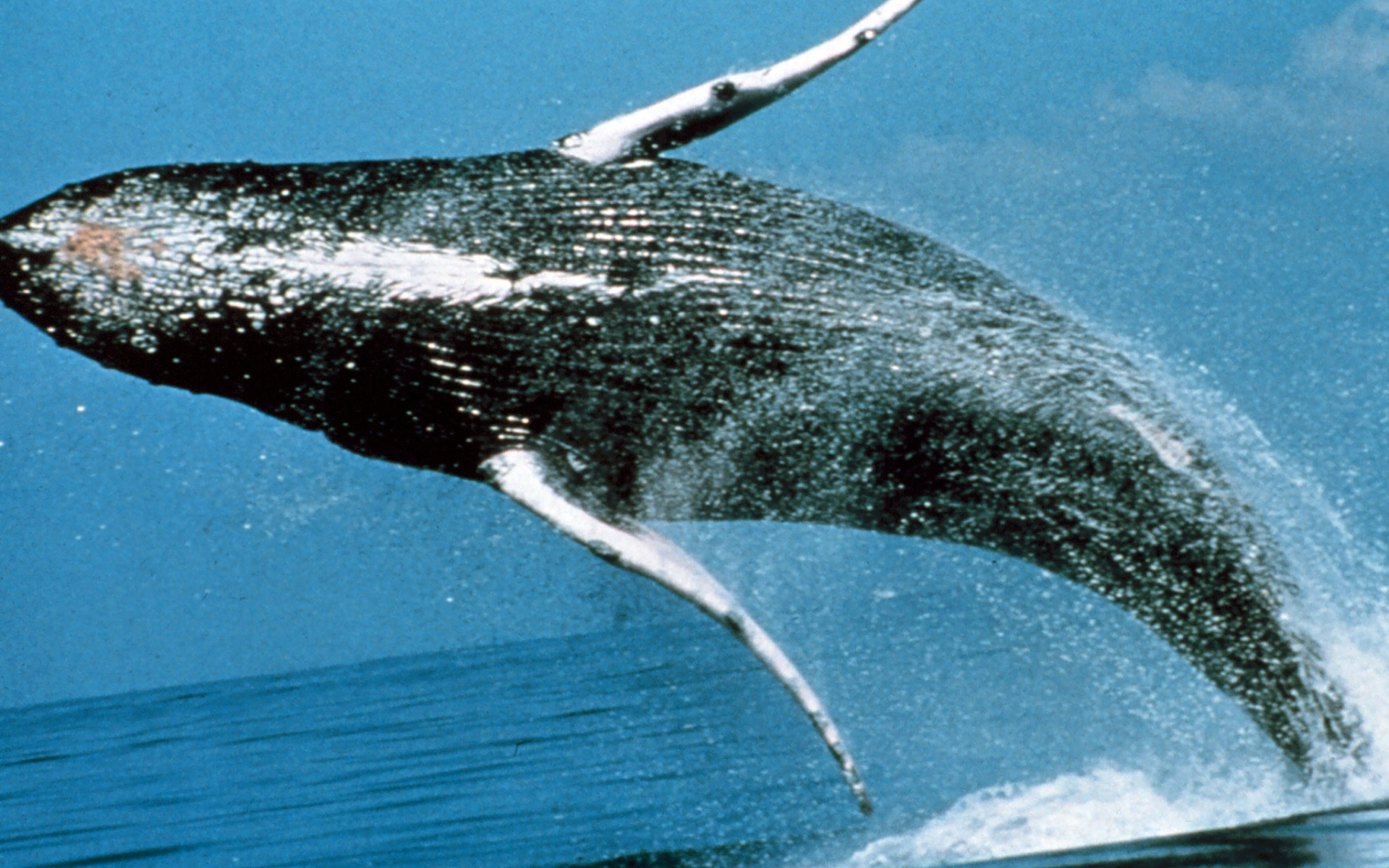 Humpback Whale Desktop Wallpaper