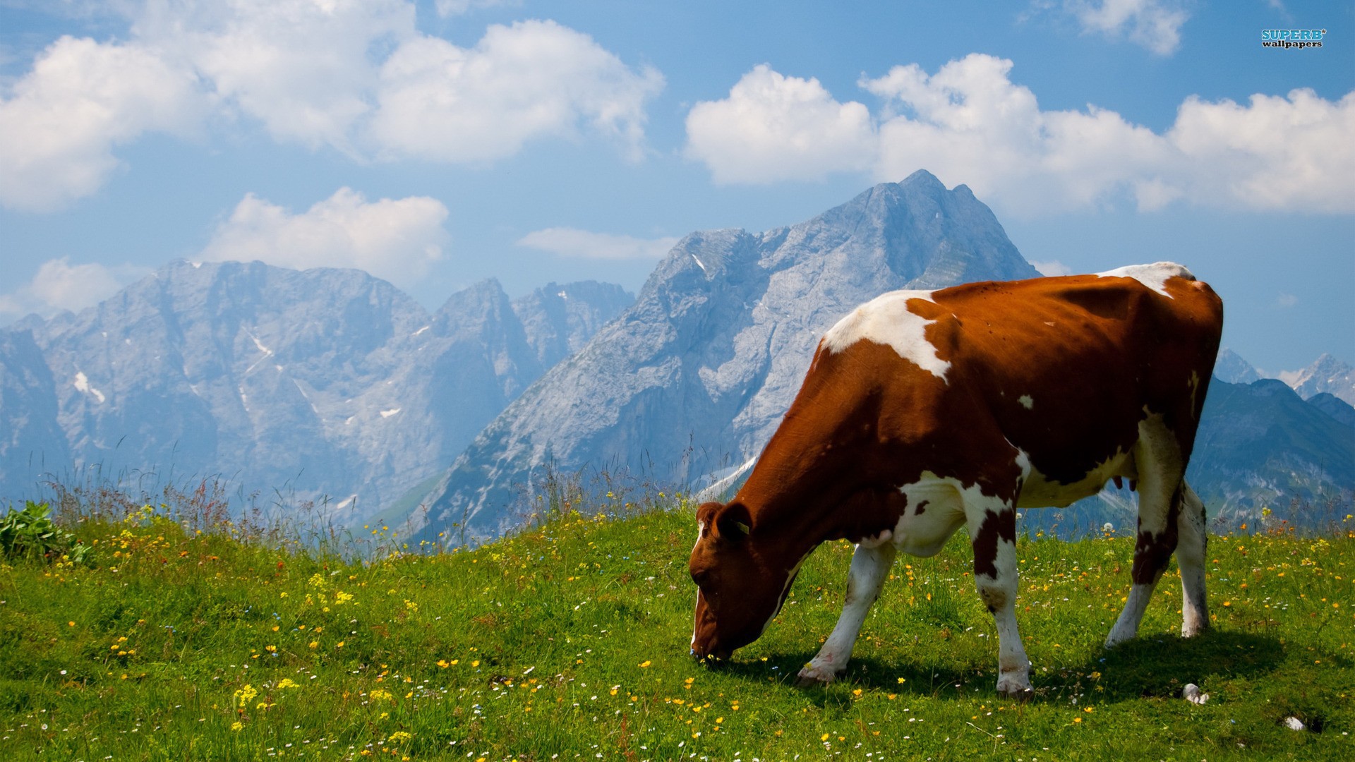 Cow In The Alpine Field Wallpaper And Image Pictures