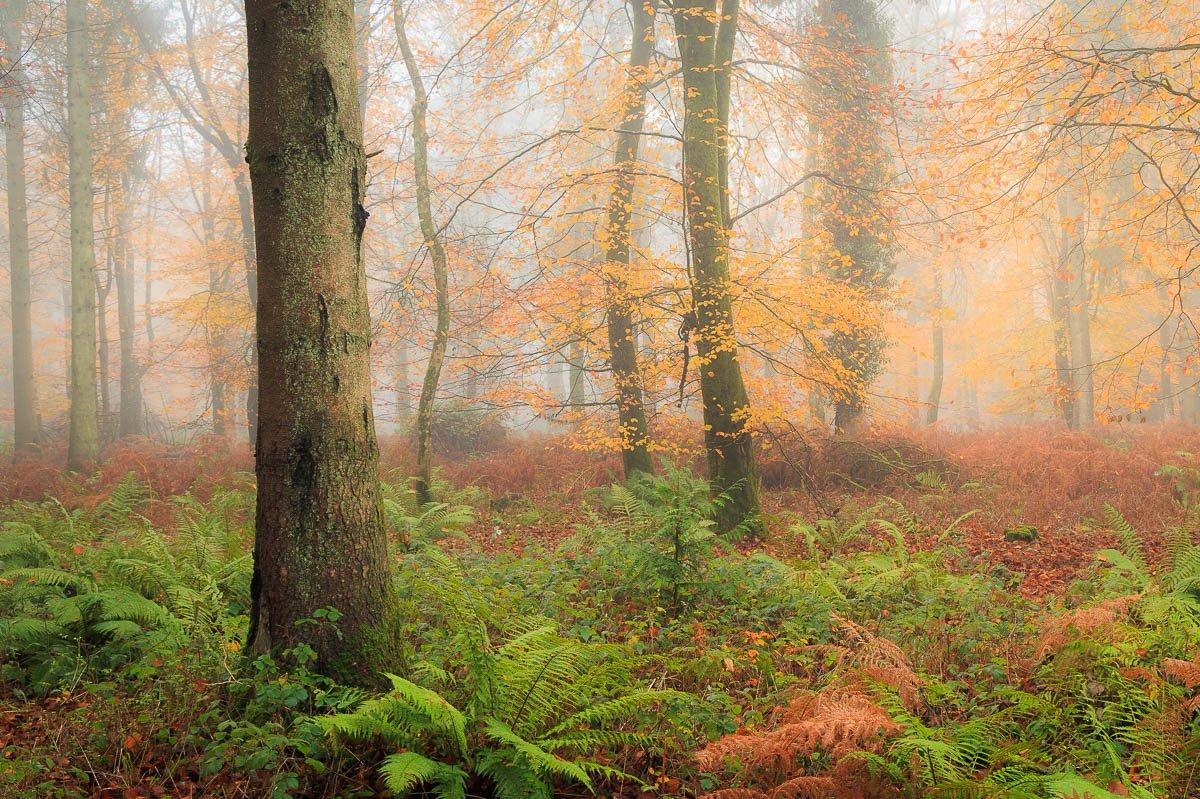 Hidden Woodlands Autumn Workshop 18th November