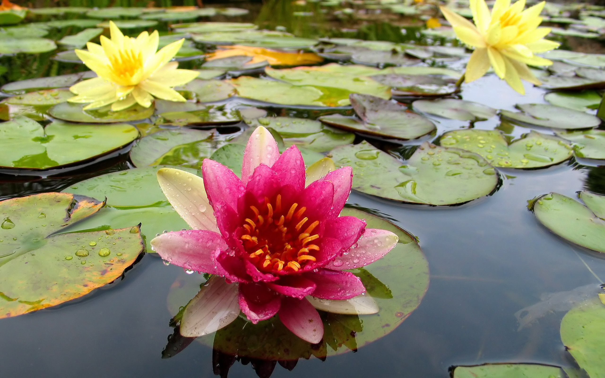 Water lilies Free wallpapers