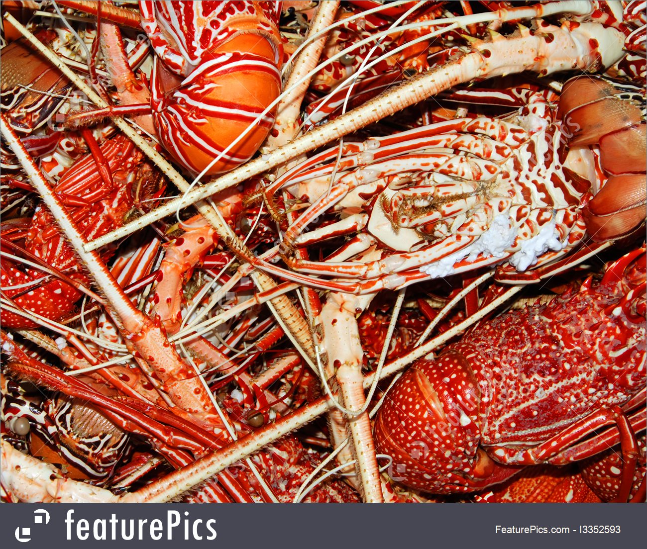 Lobster Background