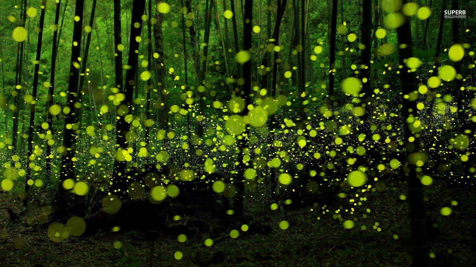 Green Fireflies In The Forest Wallpaper Digital Art