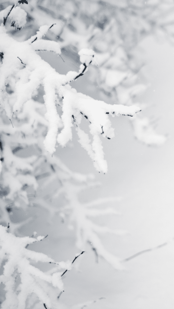 Tải miễn phí psd / hình ảnh của cây thông xanh psd mùa Đông trắng - Nền tảng tuyết đẹp. Nếu bạn yêu thích khung cảnh mùa Đông trắng tuyệt đẹp của cây thông, đây là nơi tuyệt vời để tìm kiếm hình ảnh của chúng. Hãy tải miễn phí các tài nguyên PSD / hình ảnh của cây thông xanh PSD mùa Đông trắng trên nền tảng tuyết đẹp để trang trí cho màn hình điện thoại hoặc máy tính của bạn và trải nghiệm không khí Giáng sinh ấm áp.