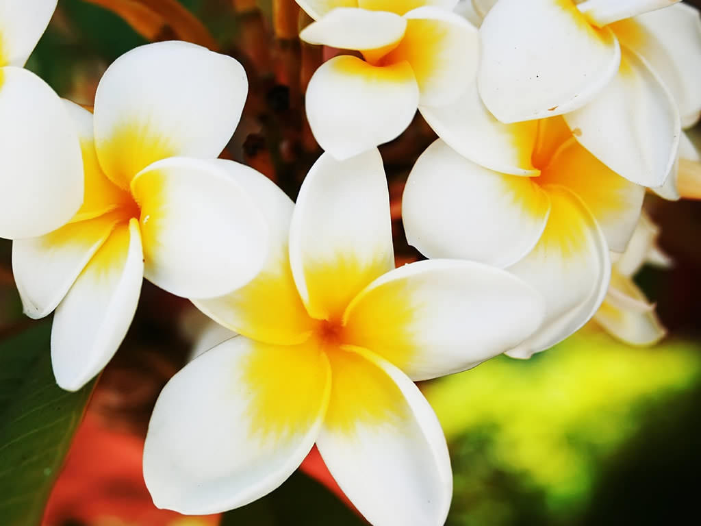 Hawaiian Flower Wallpaper