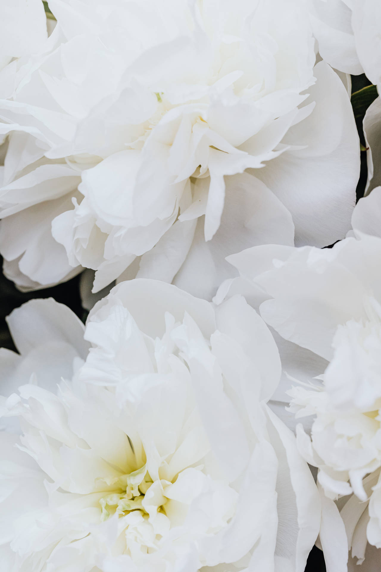 Top Pure White Wallpaper Full HD 4k To Use