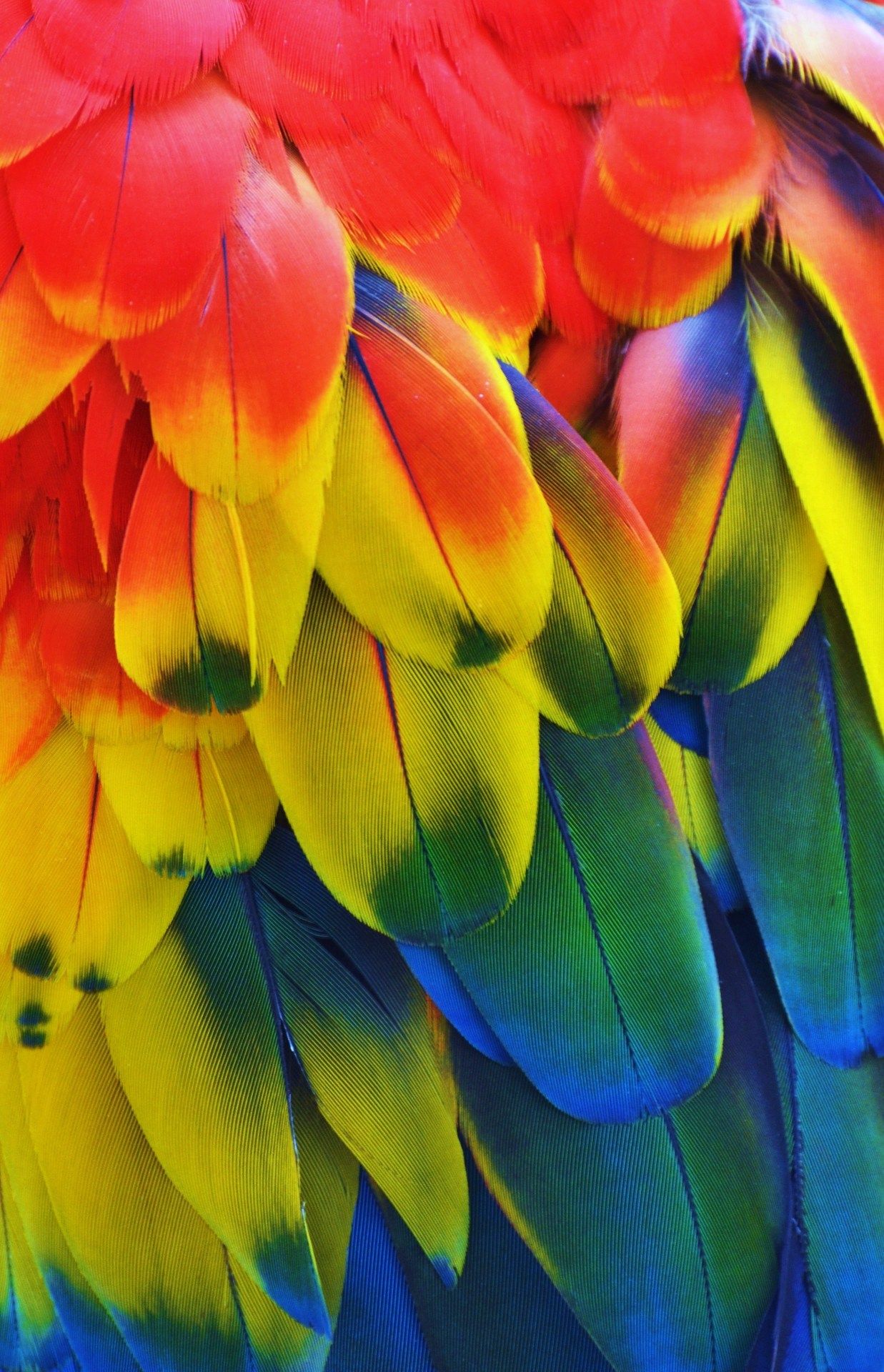 Magicalnaturetour Macaw Feathers By Michael Fitzsimmons On