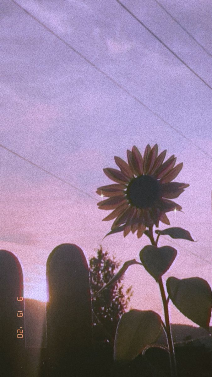 Aesthetic Sunflower At Sunrise Pastel Blue Background Flower