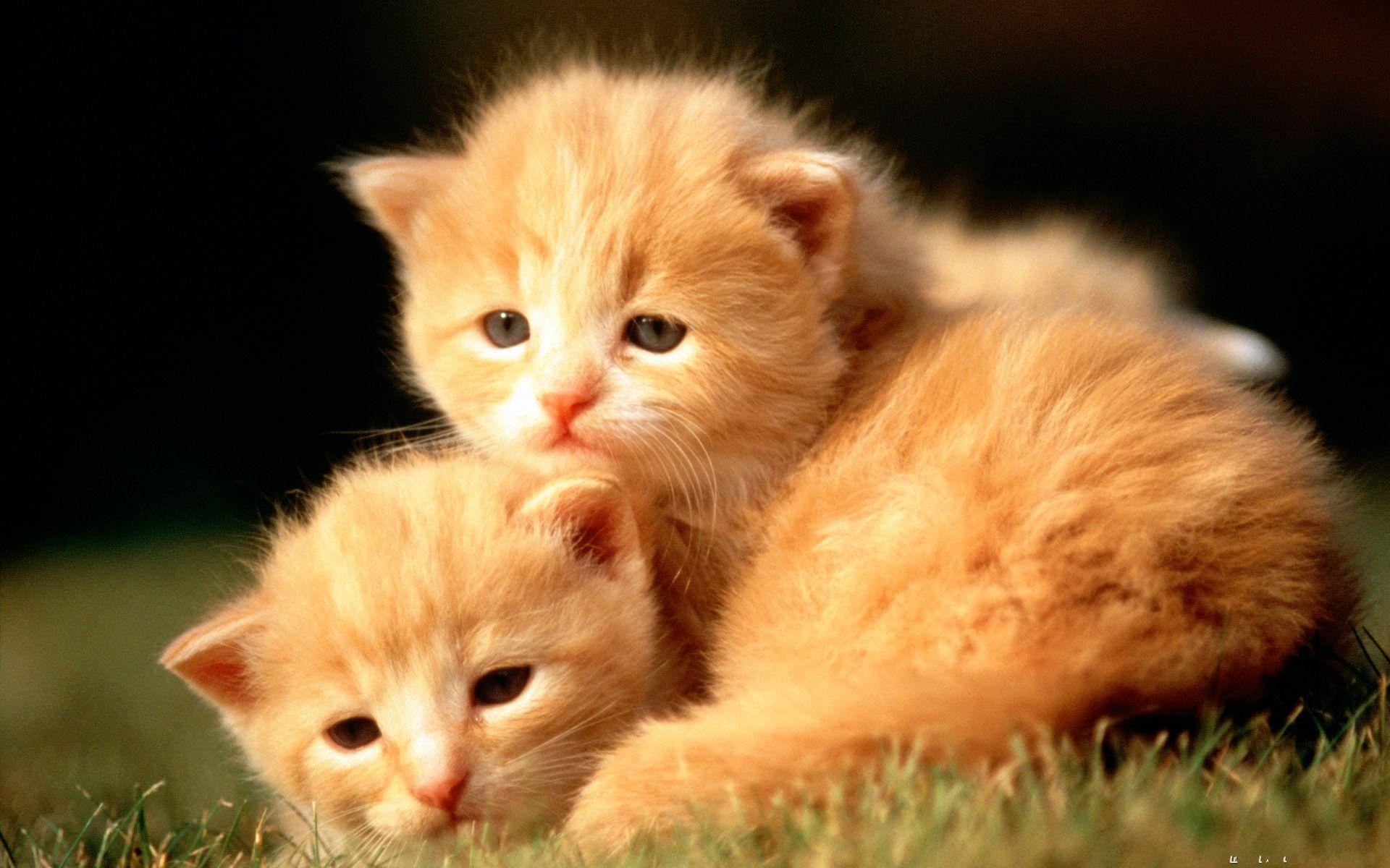 Cute Baby Animal Wallpapers