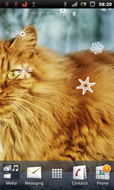 Beautiful Cat Live Wallpaper For Your Android Phone
