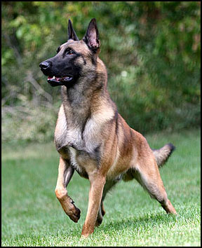Belgian Malinois Dog Breed History And Some Interesting