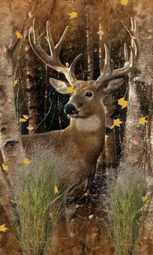 Deer Hunting Wallpapers Buck hunter live wallpaper