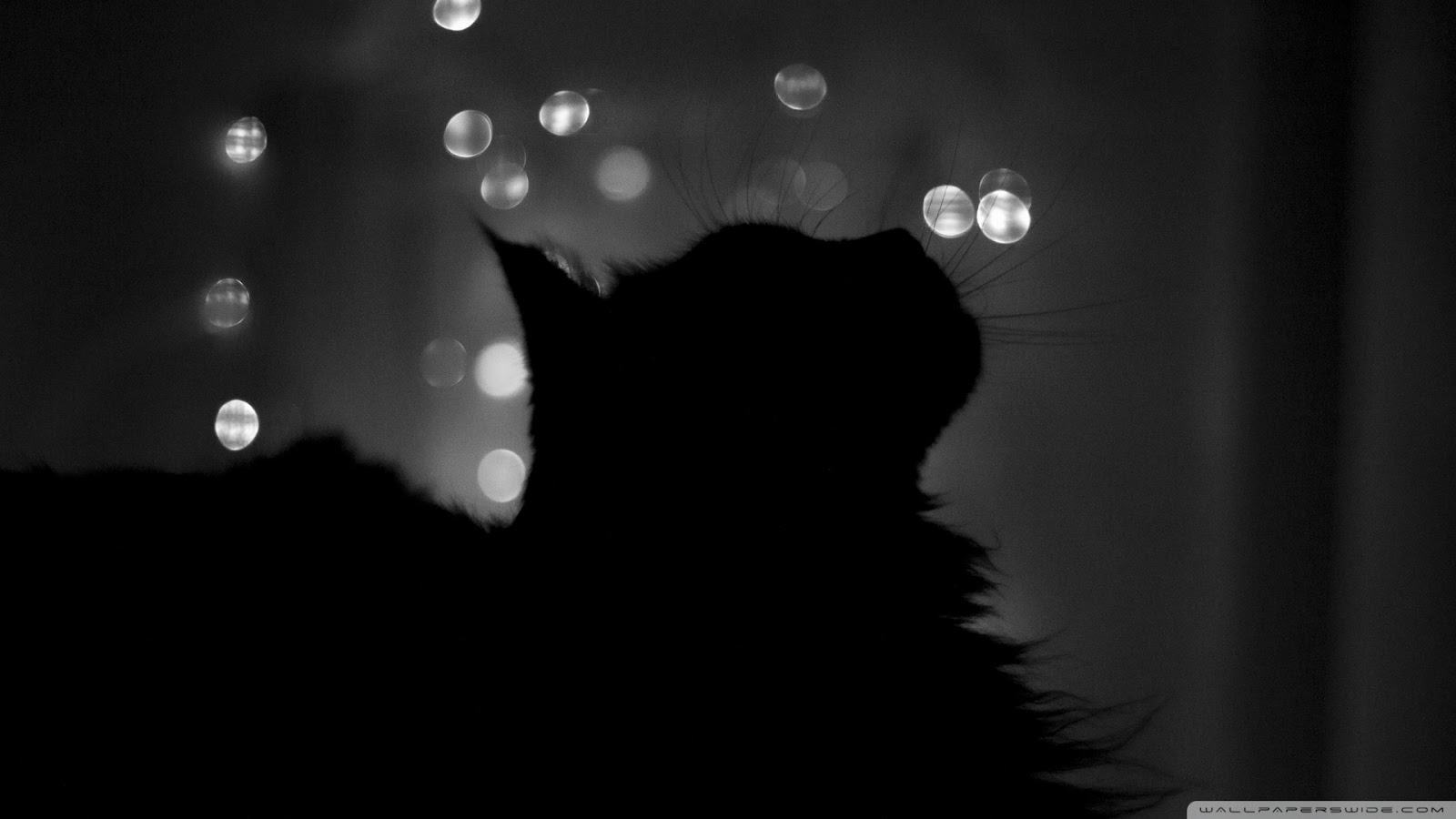 Black Cats HD Wallpaper