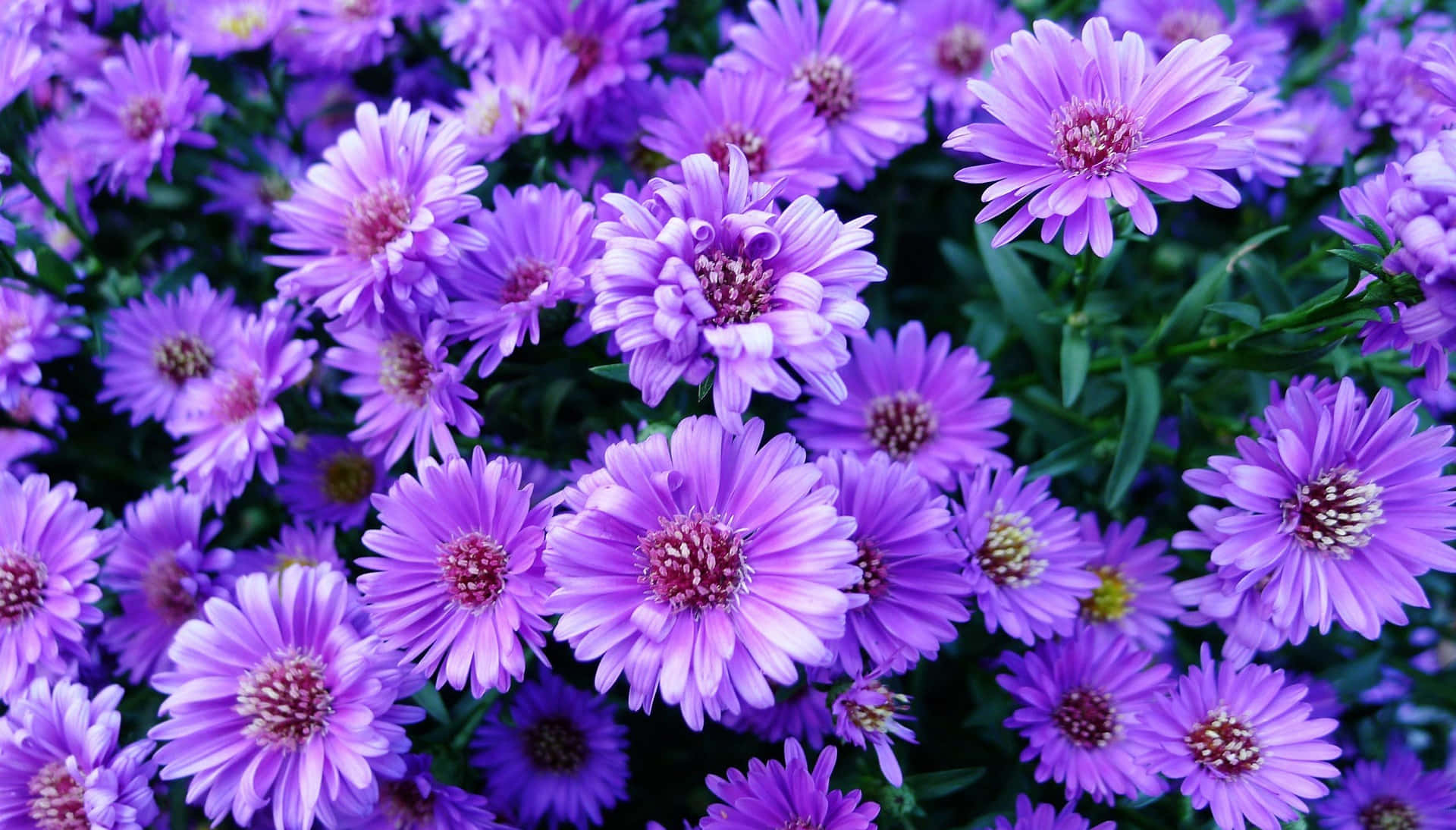 Aesthetic Daisy Wallpaper