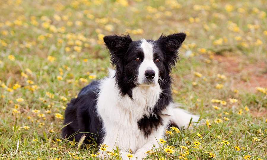 Border Collie Dog In The Field Puppies Wallpaper Picture