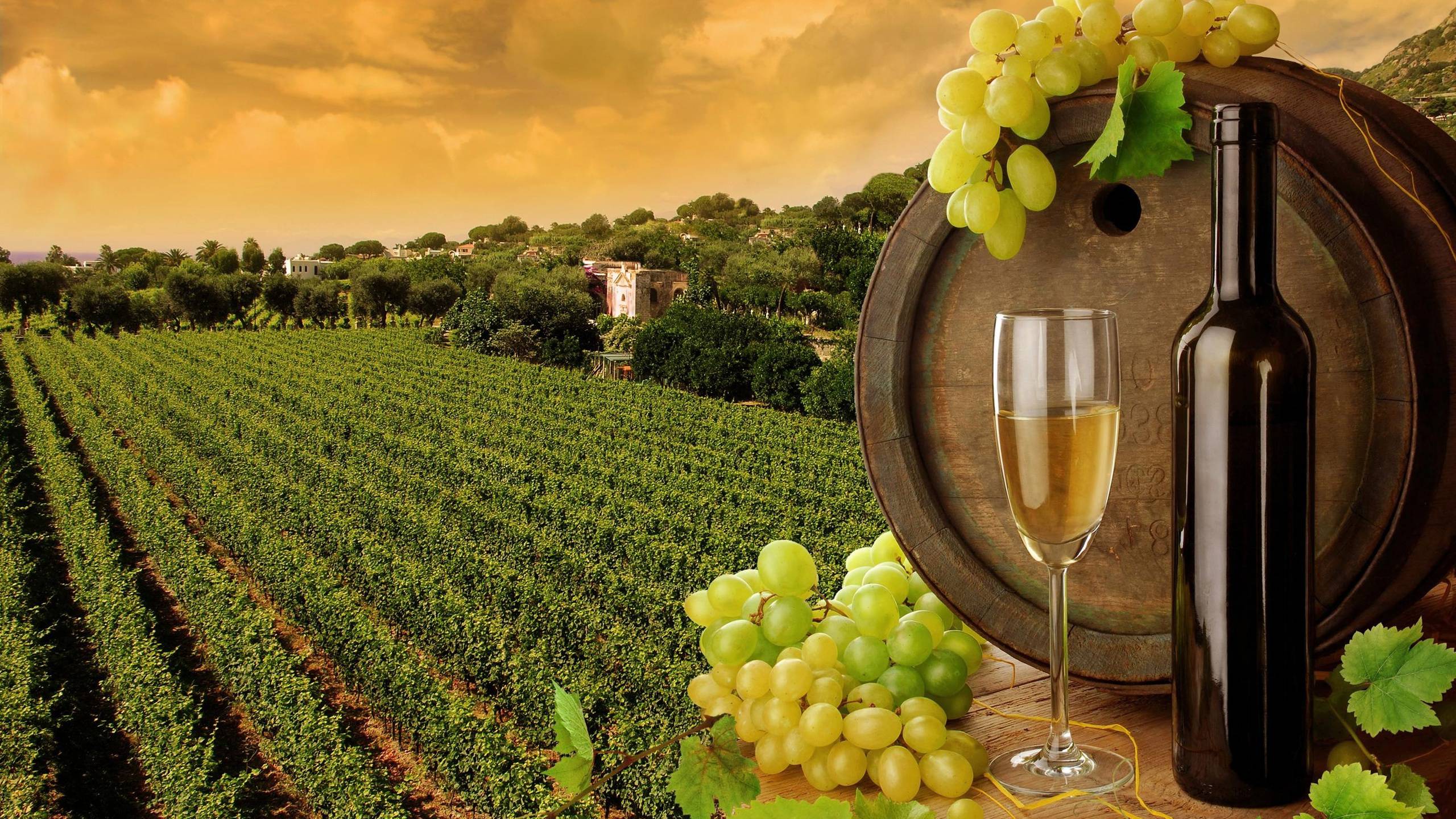 Vineyard Toscana 2560 x 1440 Locality Photography MIRIADNA 2560x1440