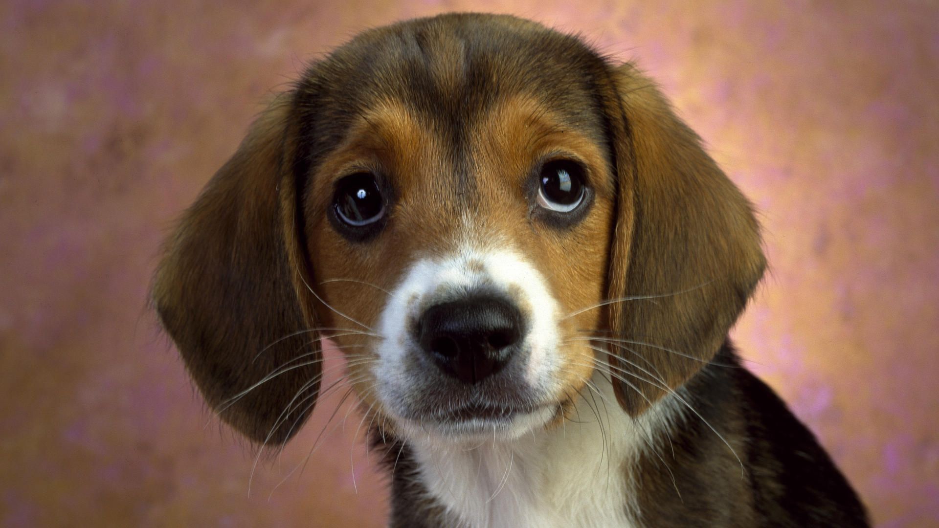 Beagle Puppy Widescreen Wallpaper