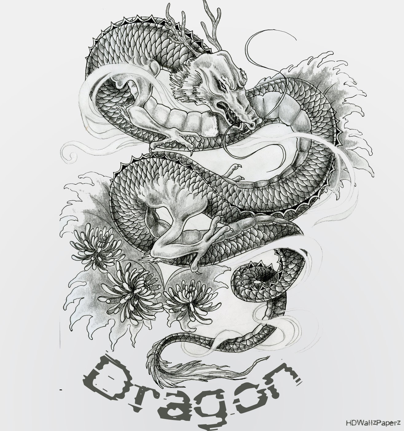 Dragon HD Wallpaper