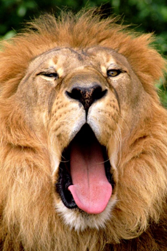 Lion Mouth iPhone Wallpaper HD