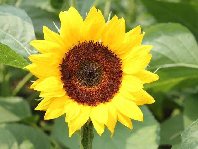 Sunflower Desktop Wallpaper Photos