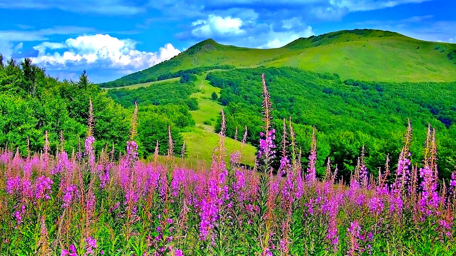 Beautiful Picturesque Scenery With Wonderful Pink Flowers Wallpaper