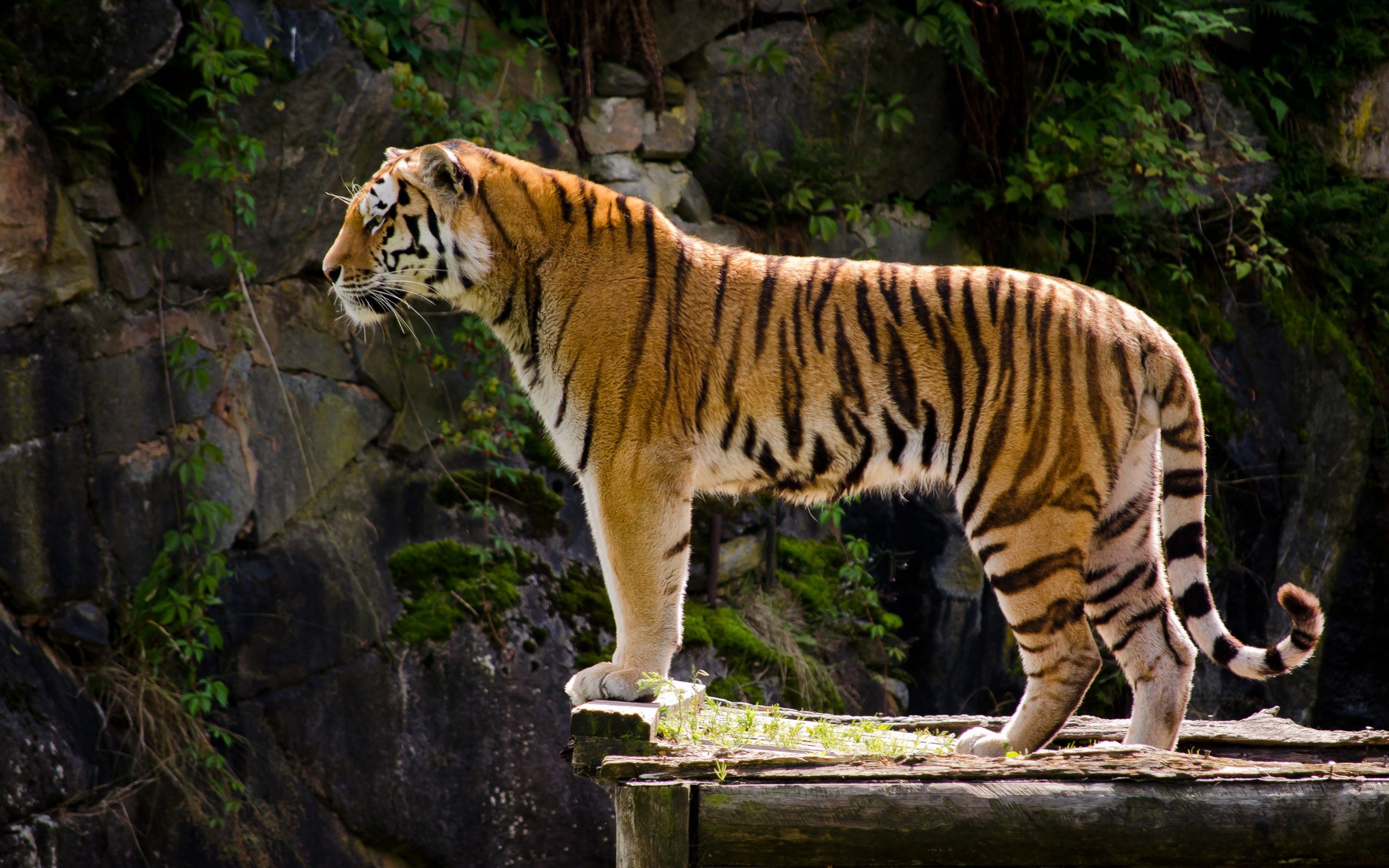 Tiger HD Wallpaper Animals Photography