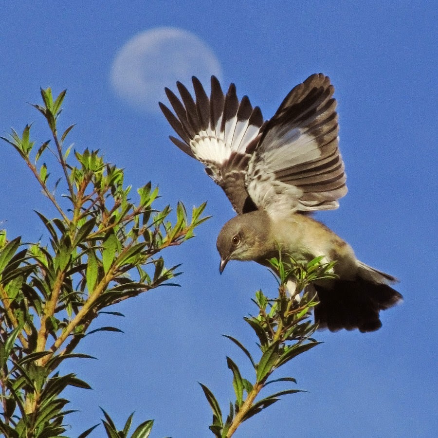 The Only Mockingbird Monly Found In North America Is Northern