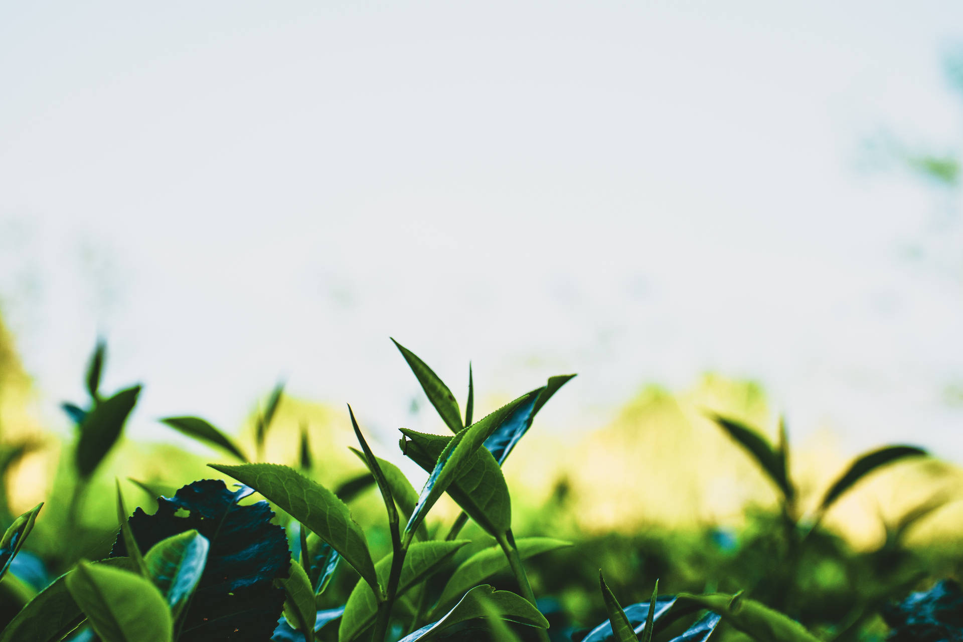 Tea Garden Wallpaper