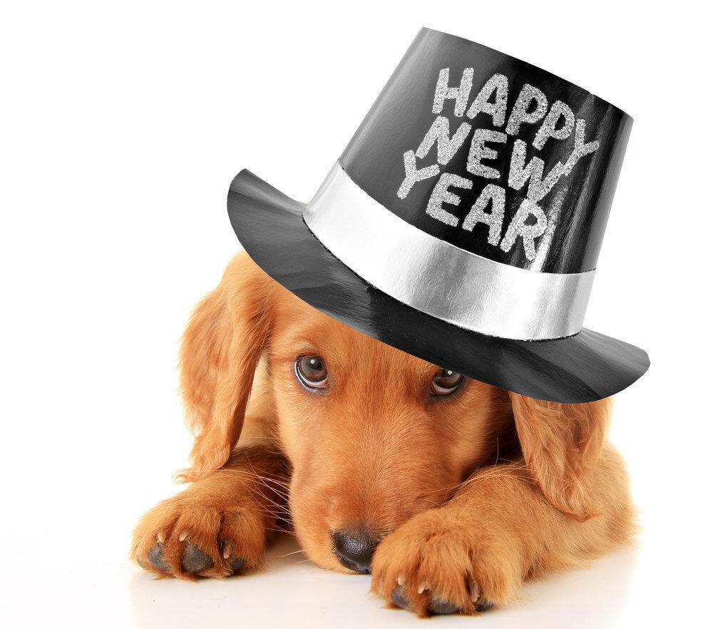 New Year S Resolutions Pet Connection Magazine