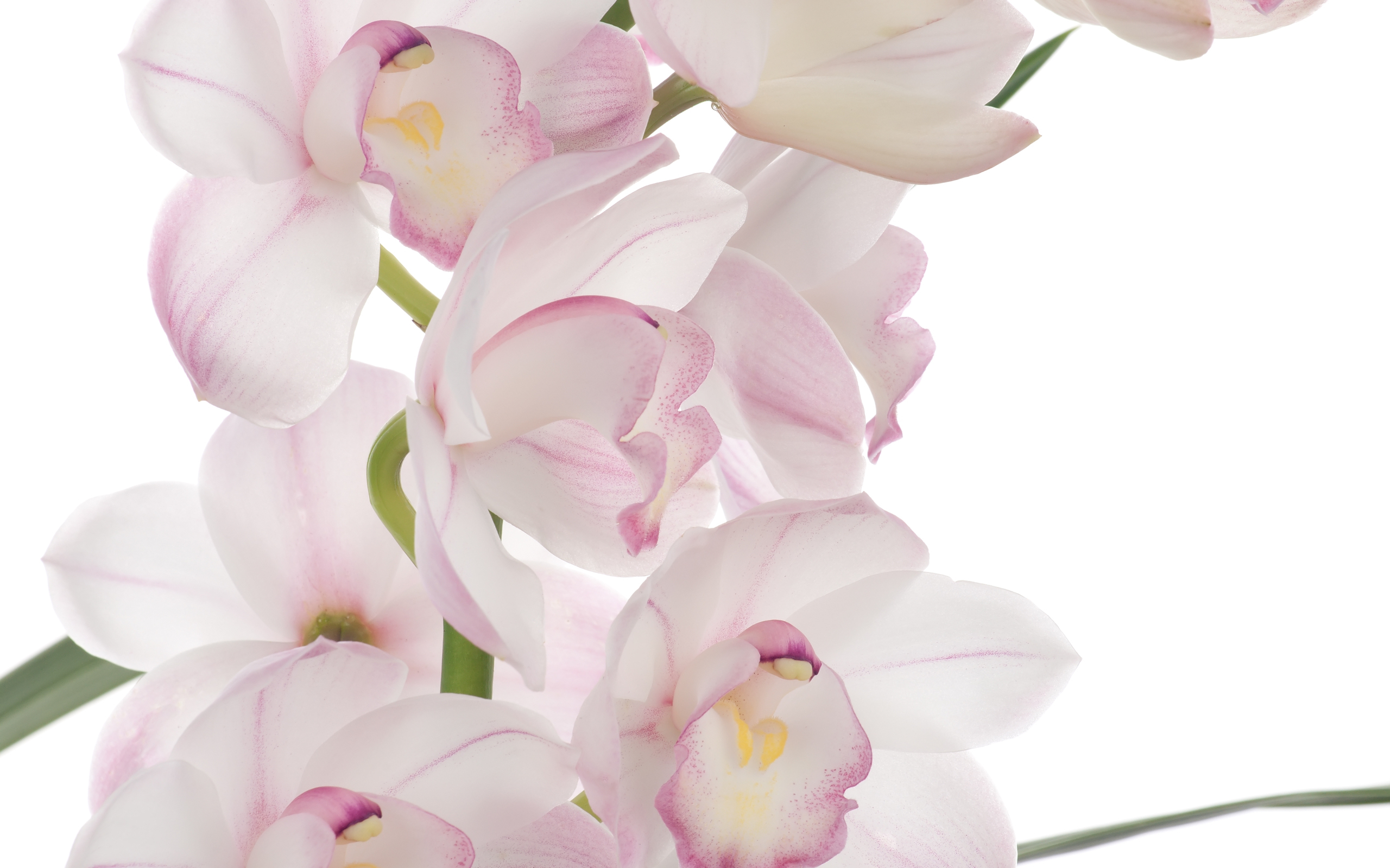 Mother S Day Beautiful Flower Pink Orchid Is A Great Wallpaper