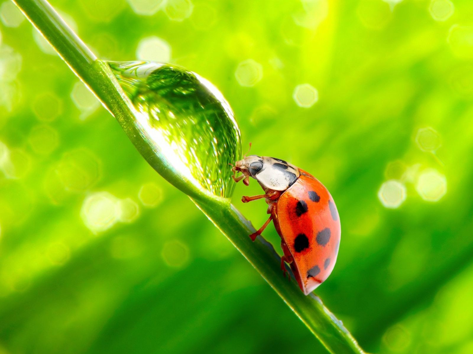 Ladybug On Leaf Green Blurred Lights HD Wallpaper Nature