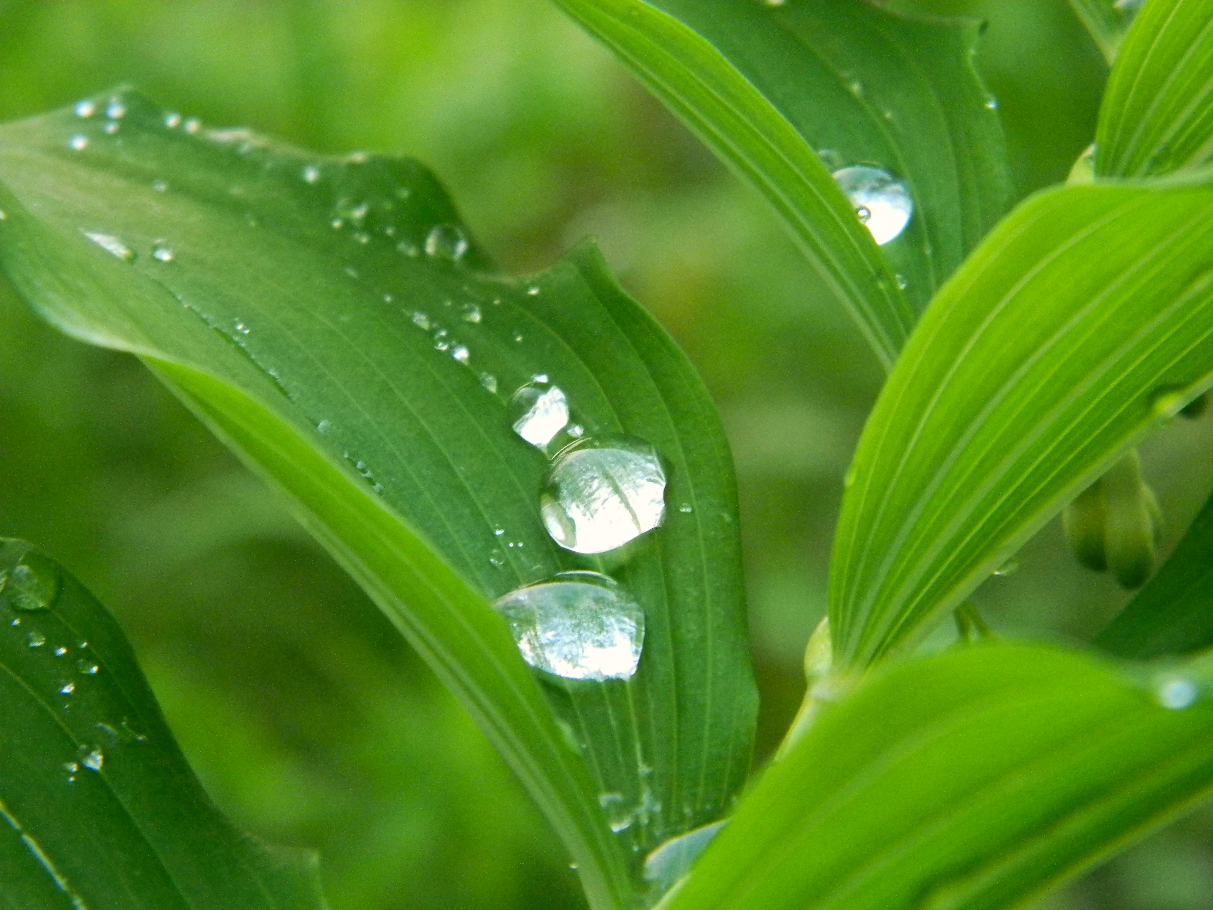 Close-up of vibrant green leaves with glistening raindrops, showcasing the beauty of nature after a refreshing rain