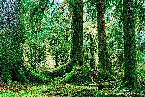 Related Pictures Rain Forest Olympic National Park Washington