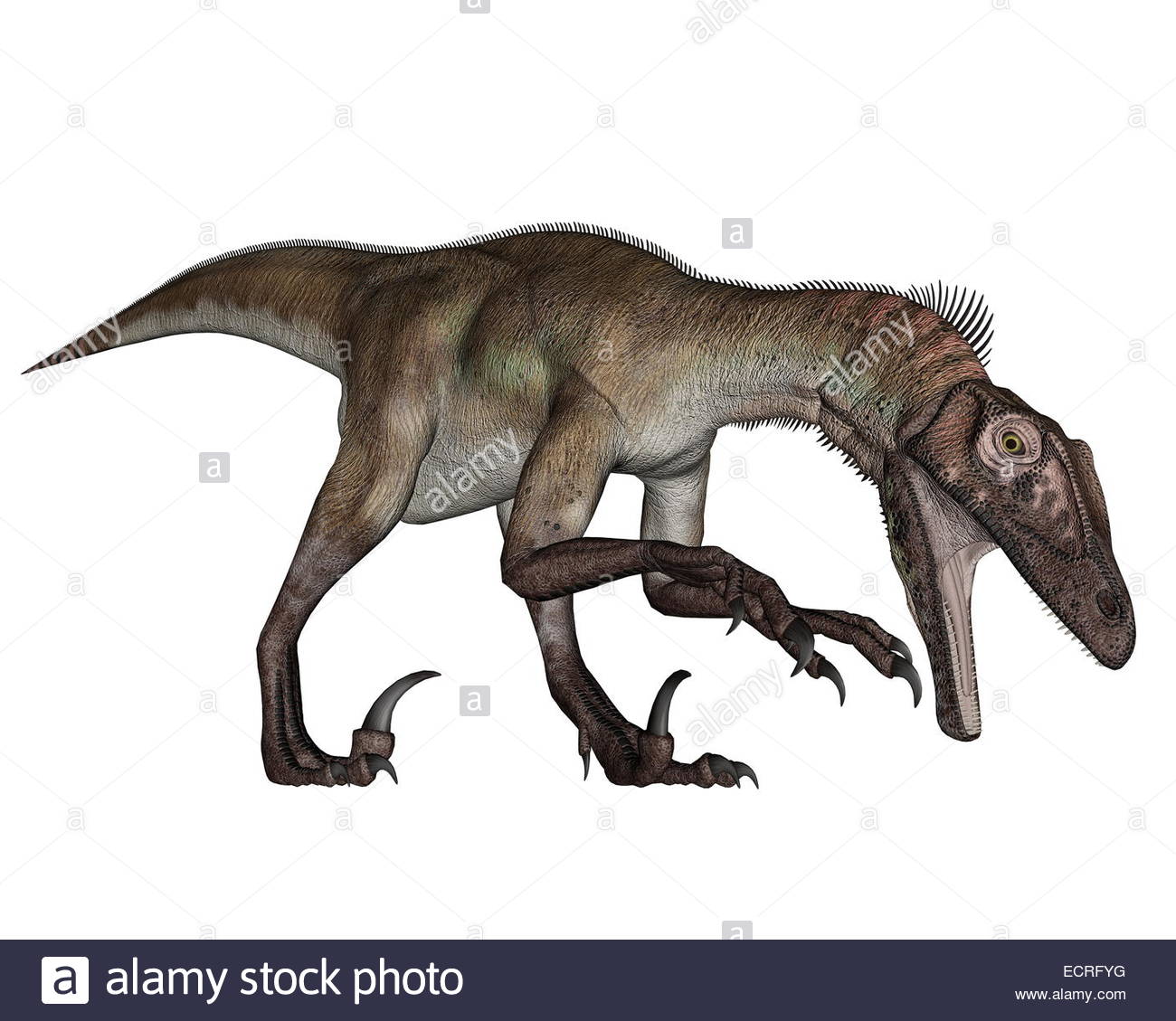 Utahraptor Dinosaur Roaring Down In White Background 3d Render
