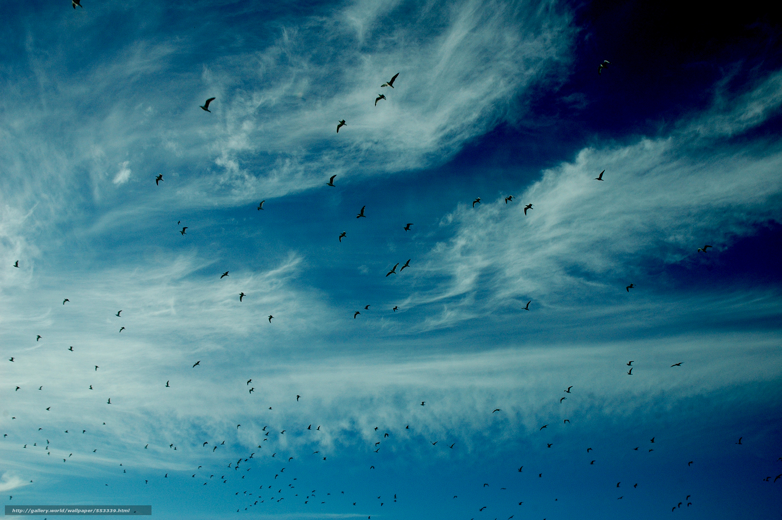 Download wallpaper sky clouds birds nature free desktop wallpaper