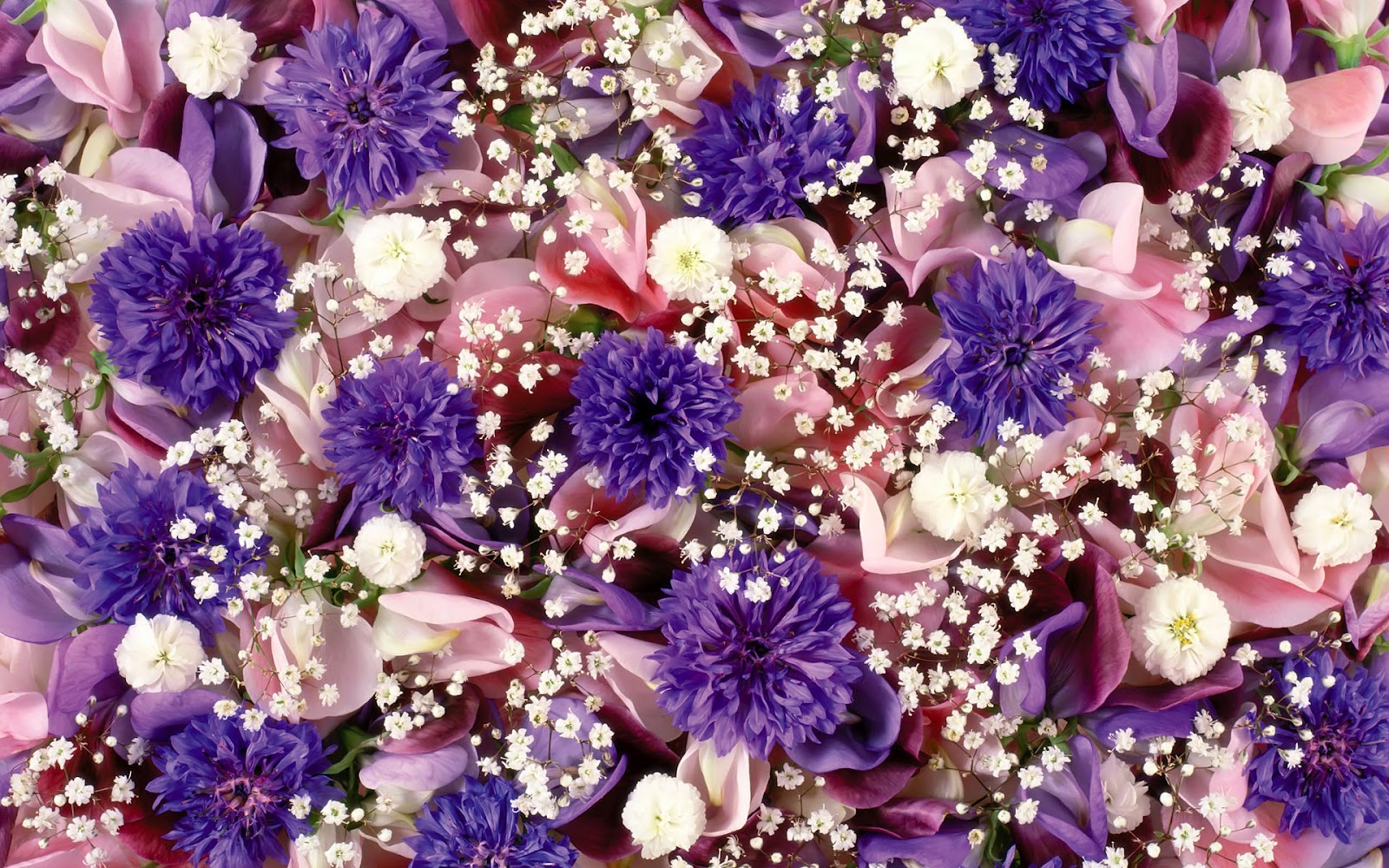 Best Top Desktop Flowers Wallpaper HD Picture Image